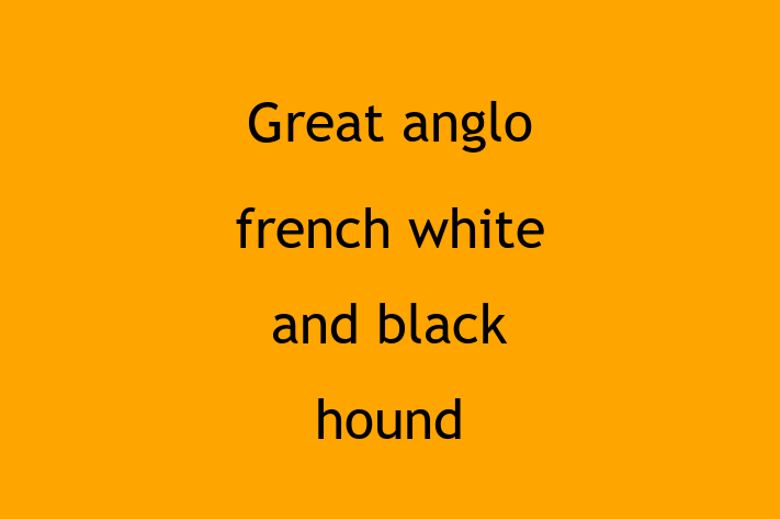 Great anglo french white and black hound for Sale in Billingham