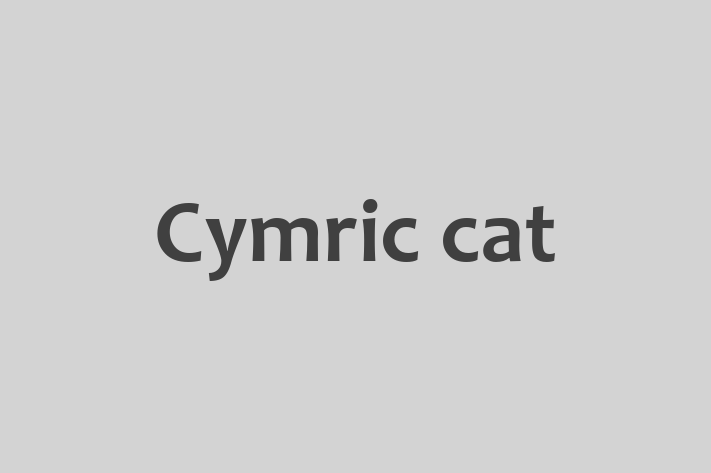 Cymric cat Cat for Sale in Tisbury