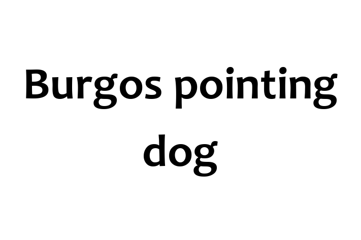 Adopt a Beautiful Burgos pointing dog Dog in Stevenage