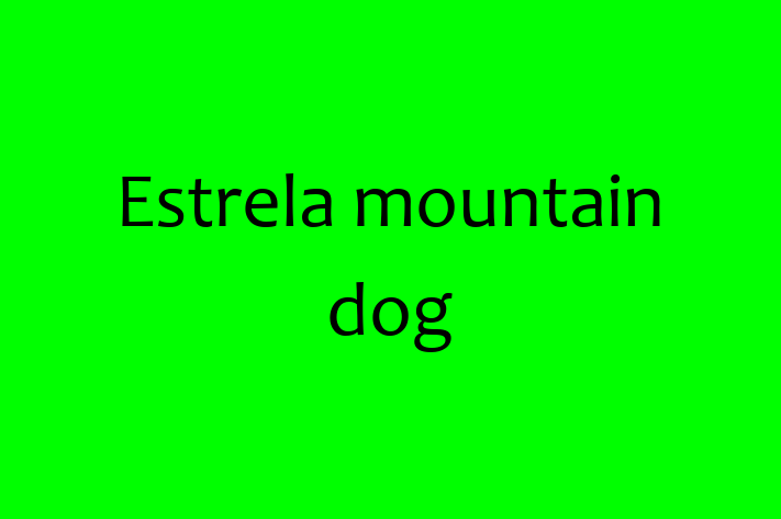 Estrela mountain dog Dog for Sale in City of London