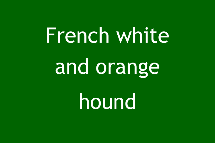 Adopt a Dog French white and orange hound Available in Oldham