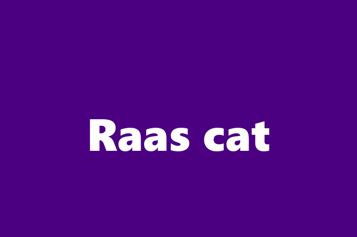 Raas cat Cat for Sale in Brighton