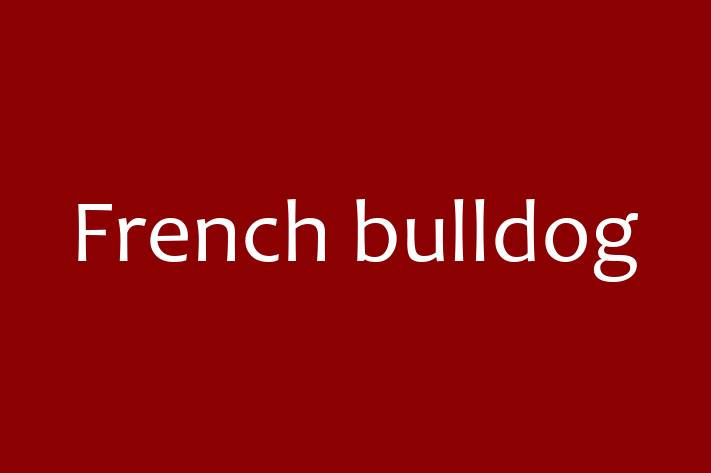 Adopt a Beautiful French bulldog Dog in Pontypridd