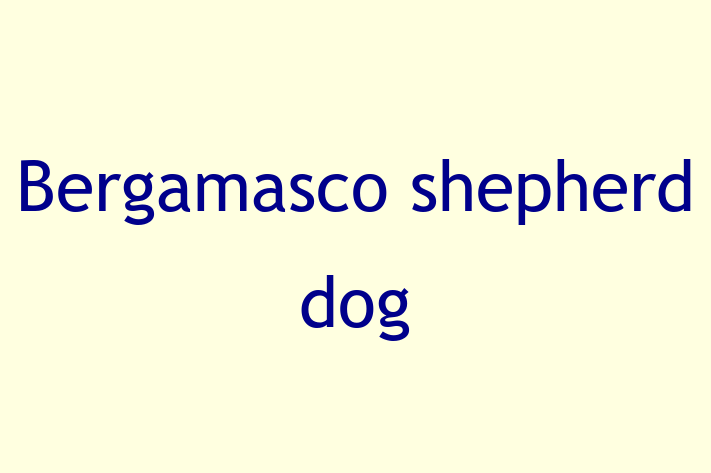 Bergamasco shepherd dog Dog for Sale in Rochdale