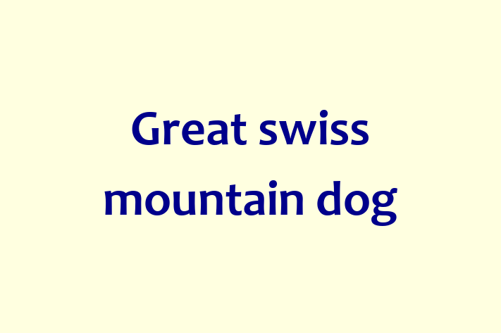 Great swiss mountain dog Dog for Sale in Birkenhead