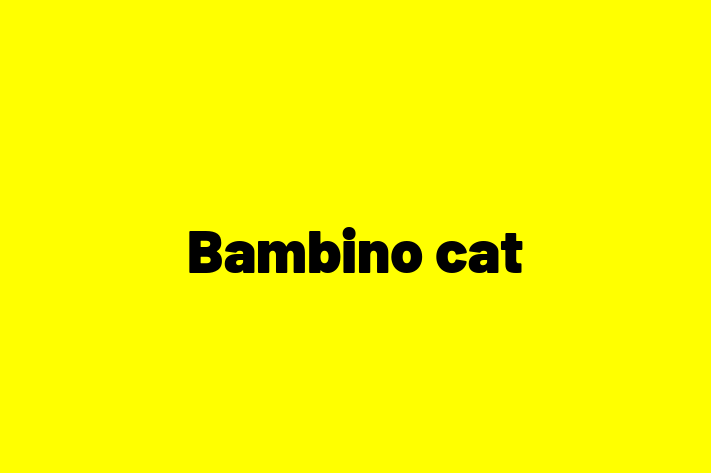 Adopt a Cat Bambino cat Available in Lowestoft