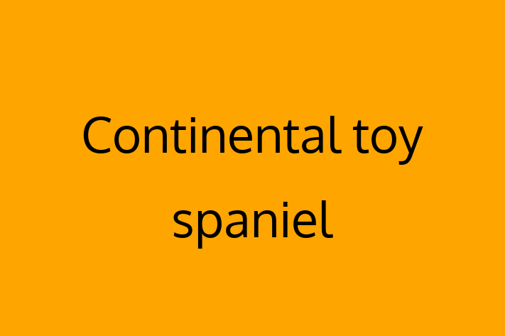 Continental toy spaniel Dog for Sale in Doncaster