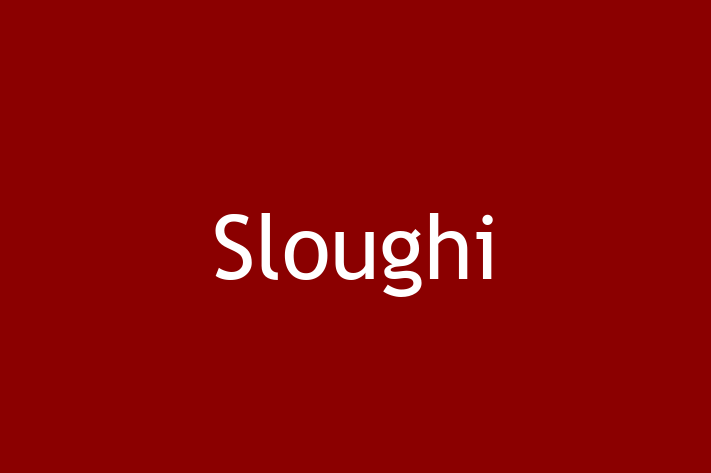 Sloughi Dog for Sale in Lymm