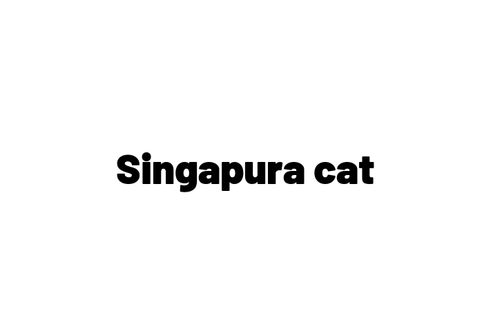 Find Your New Singapura cat Cat in Bexleyheath