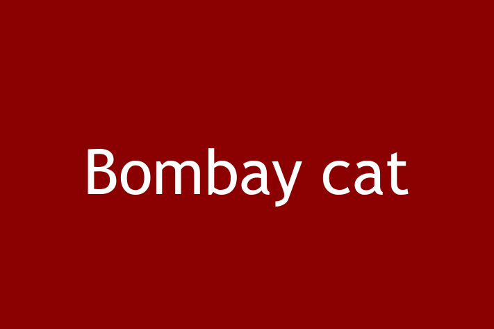 Bombay cat Cat for Adoption in Hayes