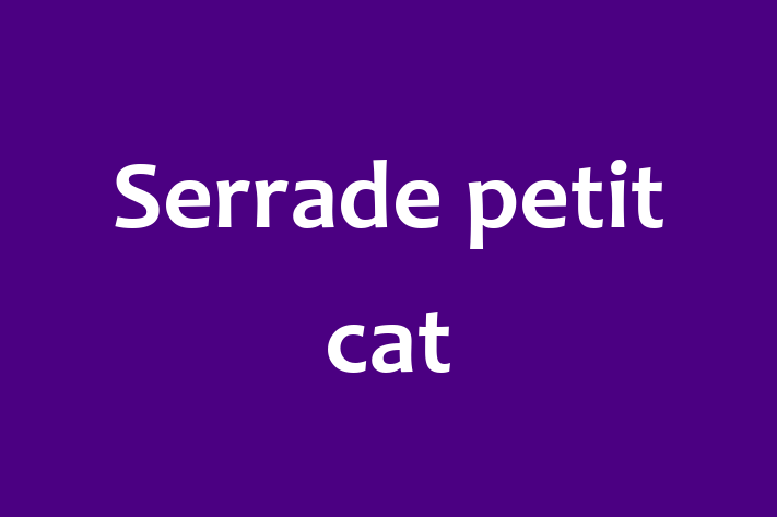 Serrade petit cat Cat in Hartlepool