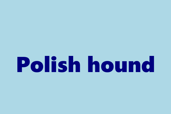 Polish hound Dog Available Now in Littlehampton