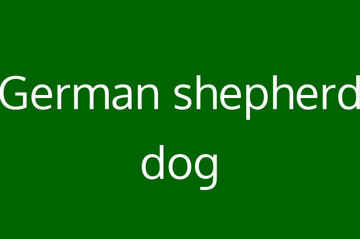 Charming German shepherd dog Dog for Sale in Woughton on the Green