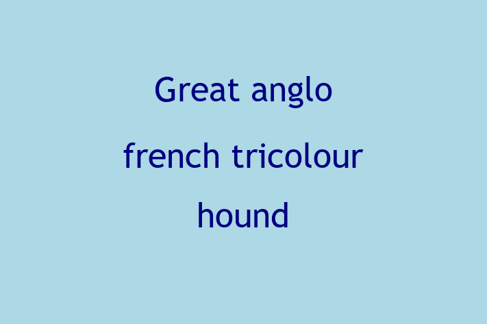 Adopt a Great anglo french tricolour hound Dog in Abergavenny