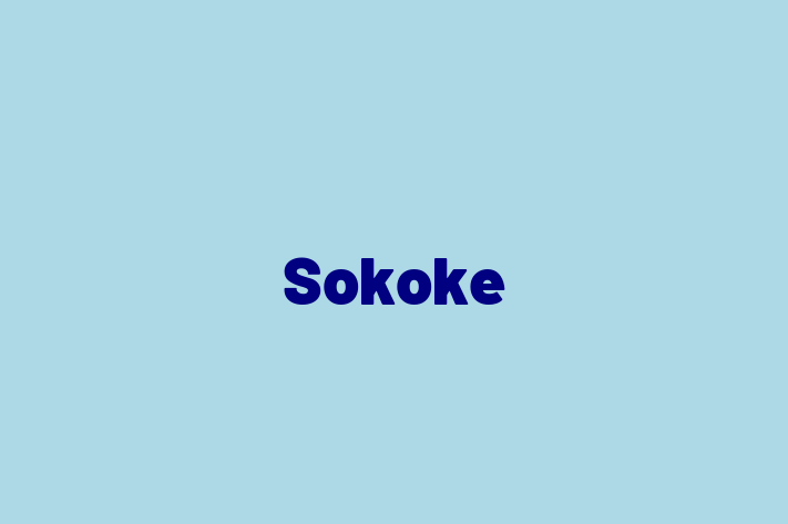 Sokoke for Sale in Swale