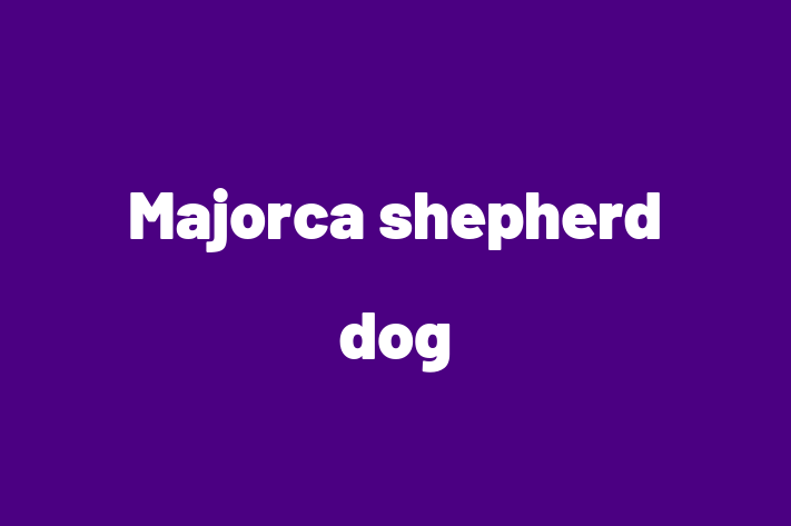 Find Your New Majorca shepherd dog Dog in Ashington