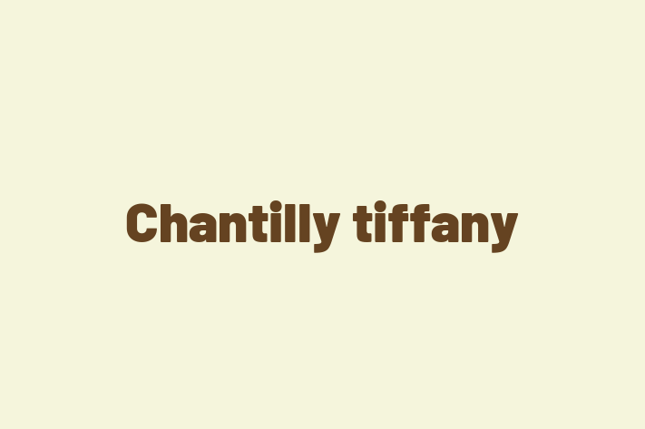 Find Your New Chantilly tiffany Cat in Rotherham