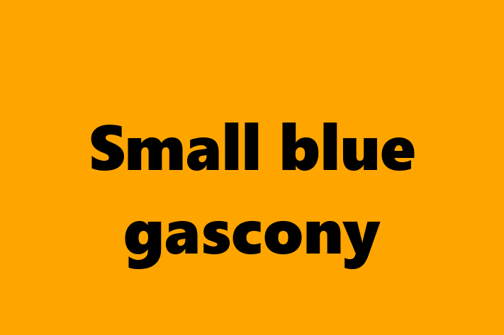 Adopt a Dog Small blue gascony Available in Oldham