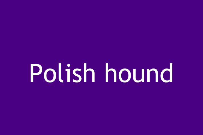 Polish hound Dog Available Now in Rochdale