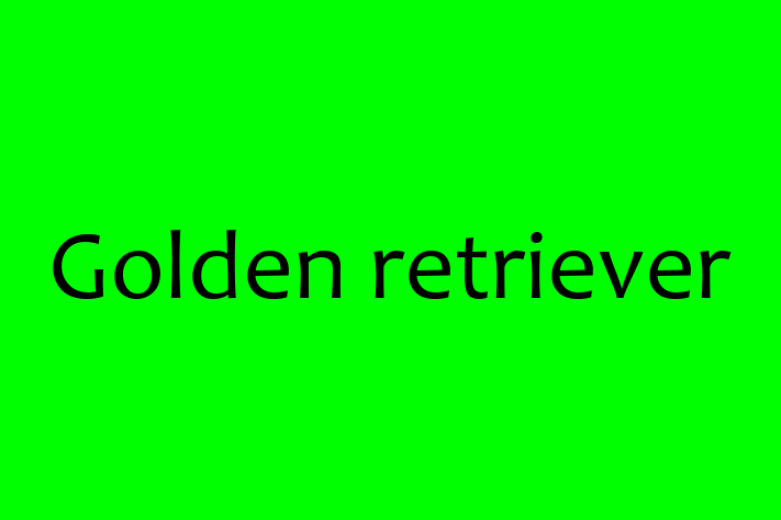 Golden retriever Dog in Gateshead