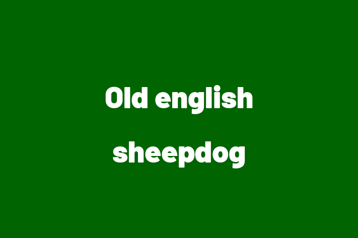 Old english sheepdog Dog for Sale in Oxford