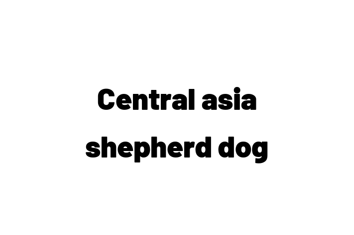 Central asia shepherd dog Dog in Chatham Ready for a New Home