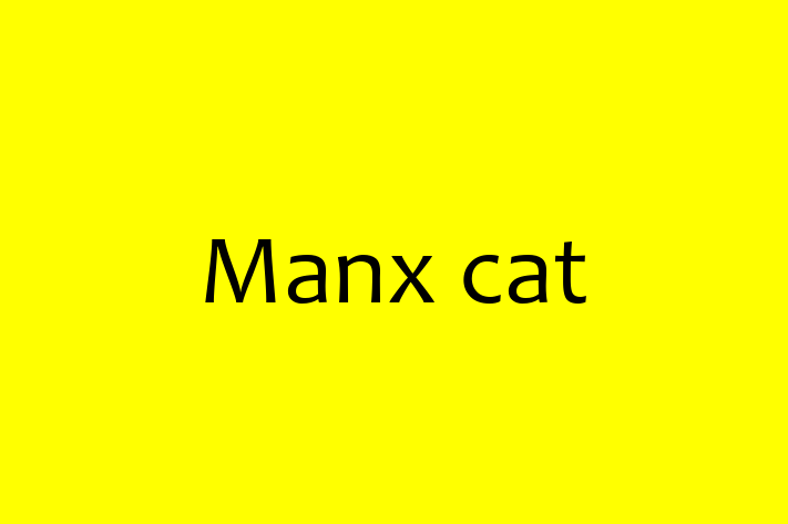 Manx cat Cat for Sale in Bradford