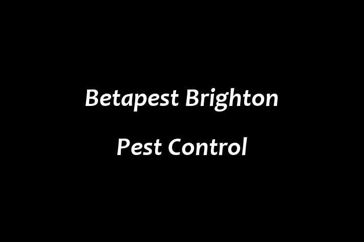 Betapest   Brighton Pest Control