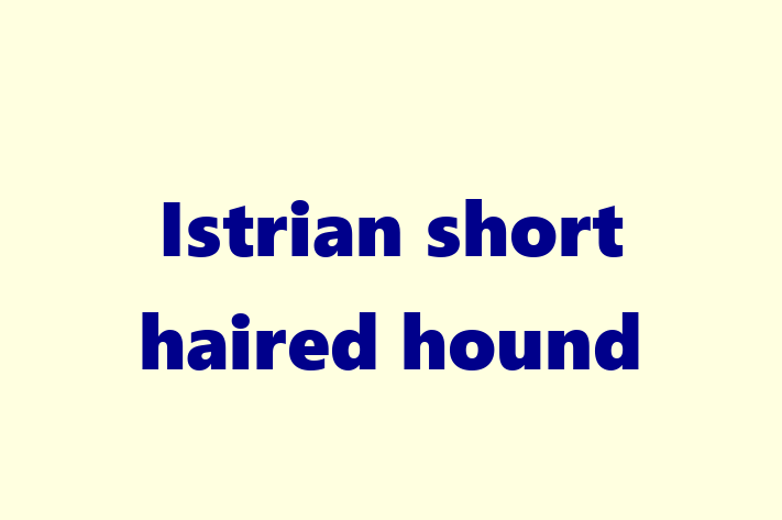 Adopt a Dog Istrian short haired hound Available in Beckenham