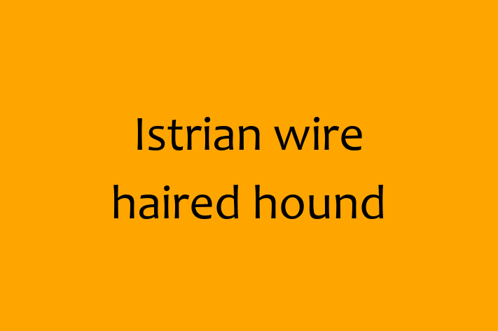 Istrian wire haired hound Dog for Sale in Saint Albans