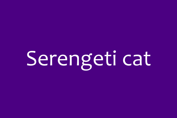 Serengeti cat Cat Available Now in Royston