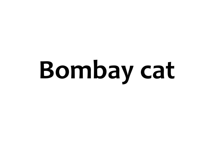 Bombay cat Cat in Windsor