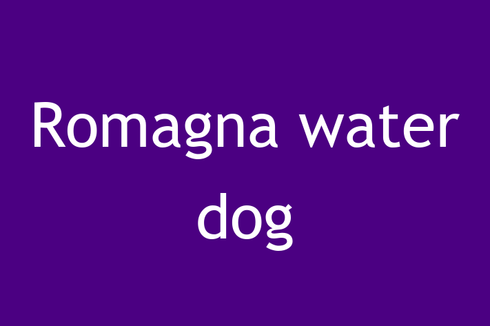 Dog Romagna water dog for Sale in Rayleigh