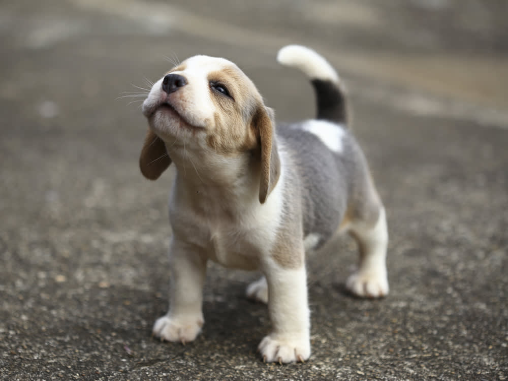 Puppy Image