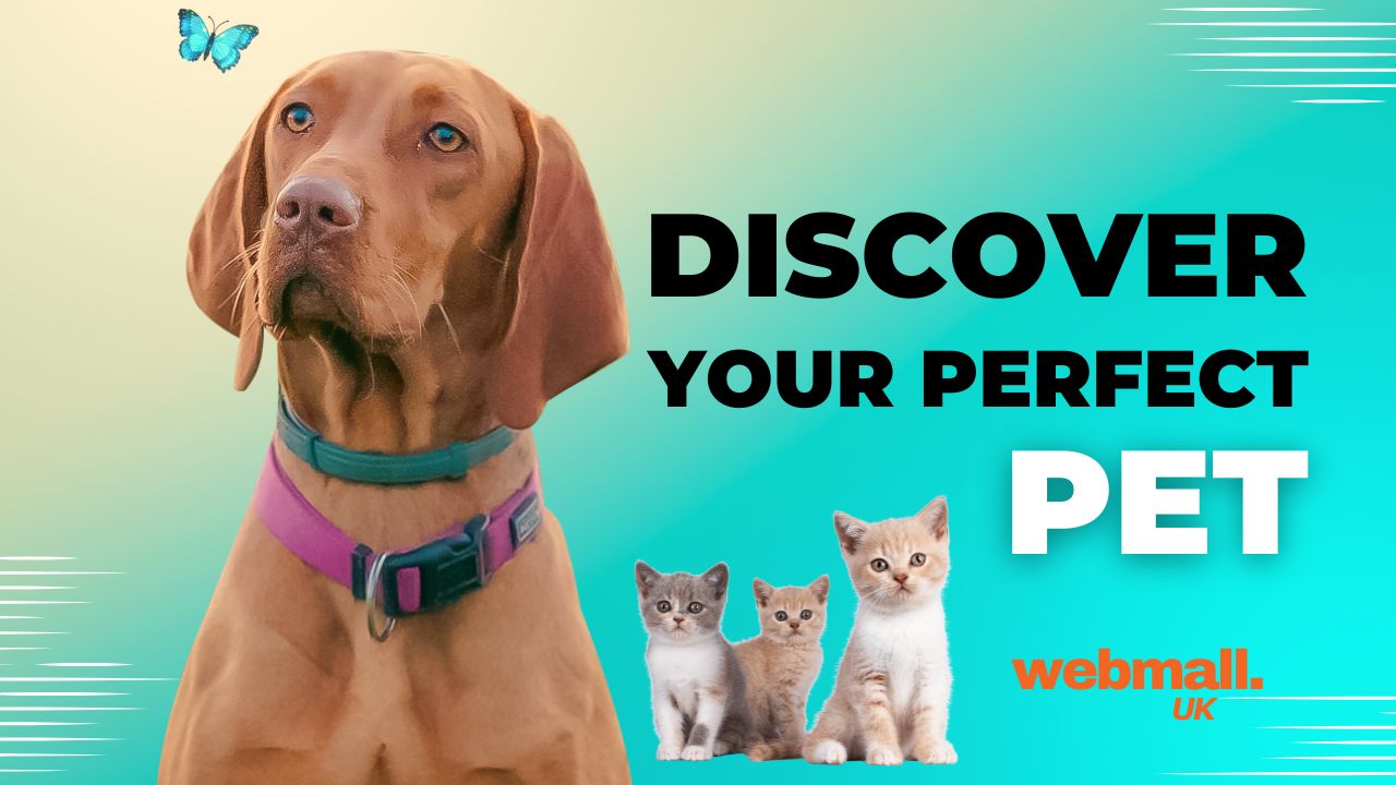 Discover Your Perfect Pet with Our Pet Classifieds in Harrogate