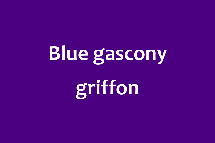 Blue gascony griffon Dog for Adoption in Independence