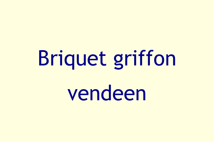 Briquet griffon vendeen Dog for Sale in Lincoln