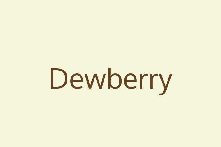 Application Development Company Dewberry