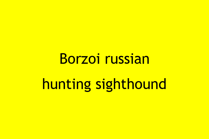 Borzoi russian hunting sighthound Dog Ready for a Home in Irvine