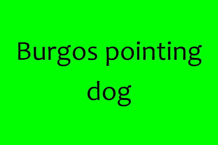 Dog Burgos pointing dog for Sale in Las Vegas