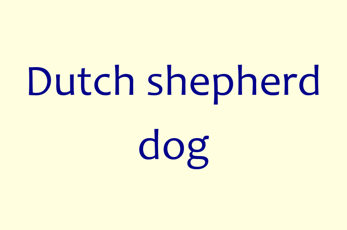 Dutch shepherd dog Dog for Sale in Carrollton