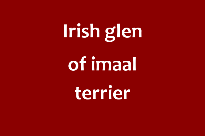 Charming Irish glen of imaal terrier Dog for Sale in Manchester