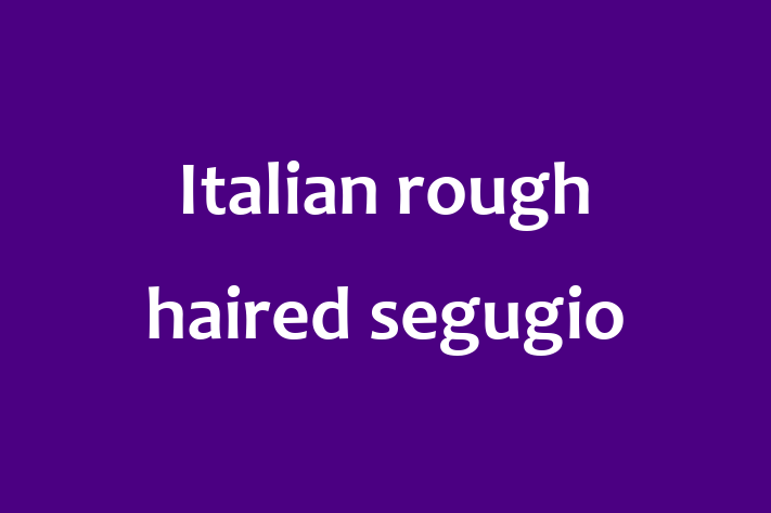 Find Your New Italian rough haired segugio Dog in Billings