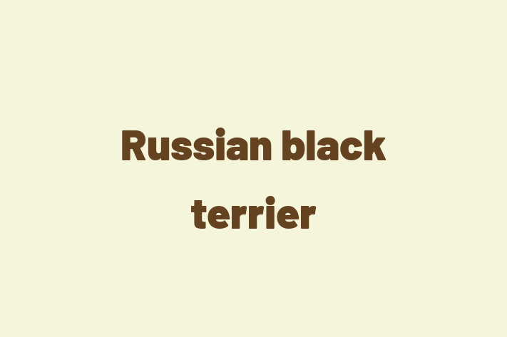 Dog Russian black terrier for Sale in Paterson