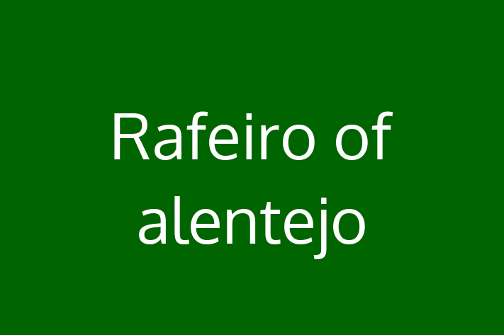 Rafeiro of alentejo Dog in Oceanside