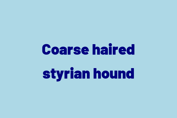 Find Your New Coarse haired styrian hound Dog in Odessa