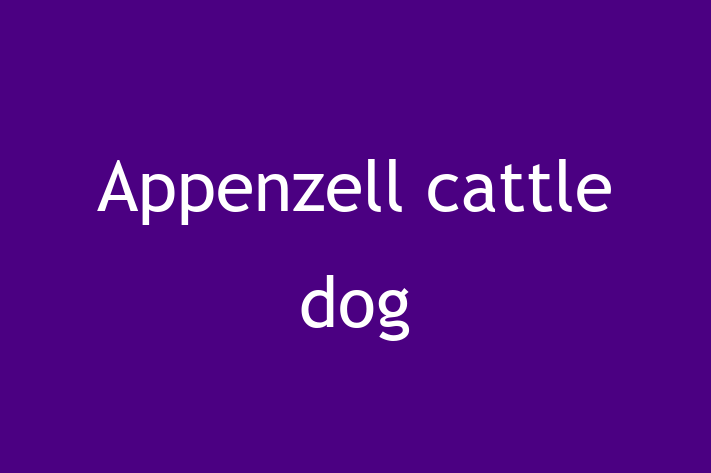 Appenzell cattle dog Dog for Sale in Lakewood