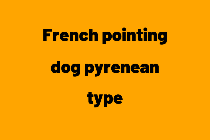 French pointing dog pyrenean type Dog PuppiesKittens for Sale in Carrollton