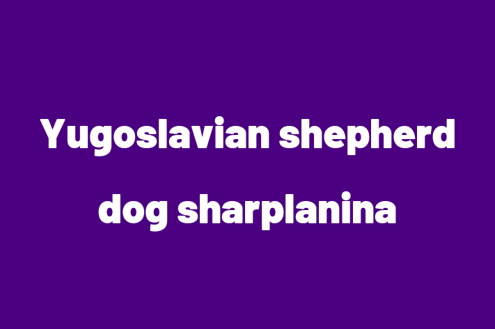 Charming Yugoslavian shepherd dog sharplanina Dog for Sale in Santa Ana