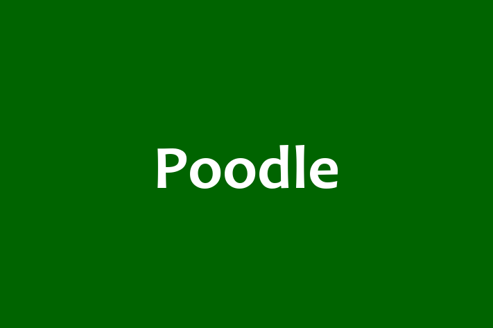 Poodle Dog in Billings